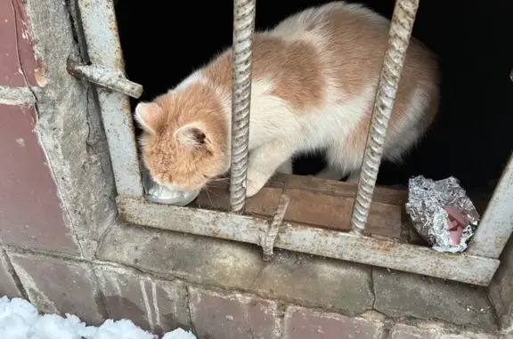 Найдена кошка, Электросталь, фото: Найдена кошка, улица Тевосяна, 14А, Электросталь - рыжая с белыми пятнами
