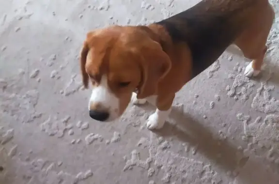 Найдена собака, Тюмень, фото: Найдена собака, Одесская улица, 63, Тюмень - бигль с поводком