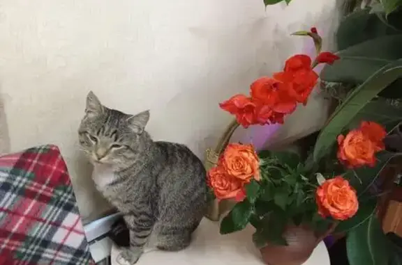 Пропал кот, 1-я улица Вагонников, Тверь - крупный серый с кисточками на ушах - photo