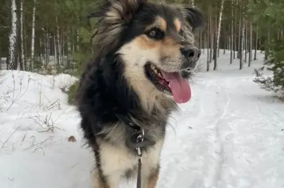 Пропал собака, мужской, улица Красина, 40/83, Тверь - photo