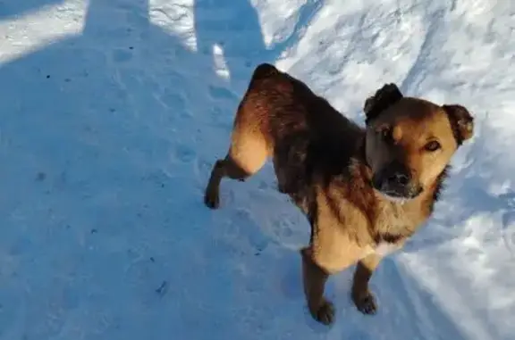 Найдена собака, Маркс, фото: Найден собака, Маркс - ярко рыжий, купированы хвост и уши