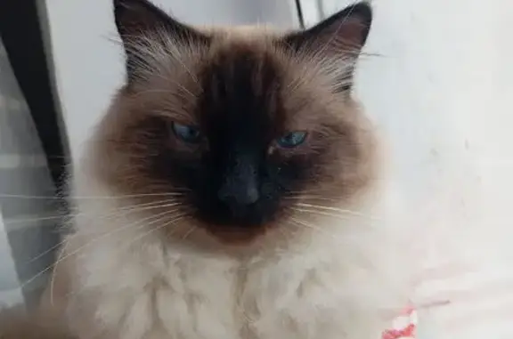 Пропал кот, 1-я Выселочная улица, 16, Саратов - photo