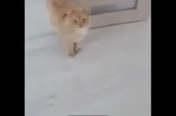 Пропала кошка, улица Островского, 174, Туймазы - персиковая пушистая - photo