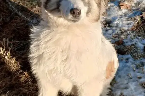 Найденные животные Тепличный, фото: Найден собака, Зелёная улица, 1, Тепличный - щенок, 6-8 месяцев