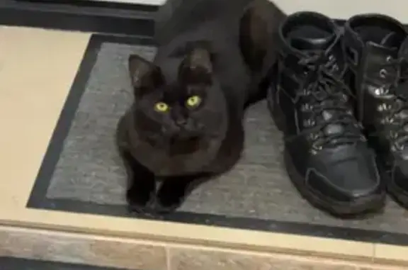 Пропал кот, Анадырский проезд, 45/2, Москва - черный с дымчатым подшерстком - photo