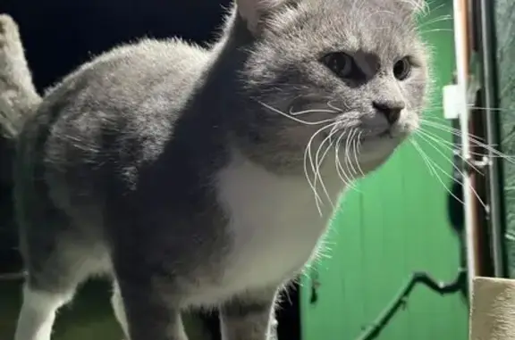 Пропал кот, улица Константина Минвалиева, 15, Митькино - photo