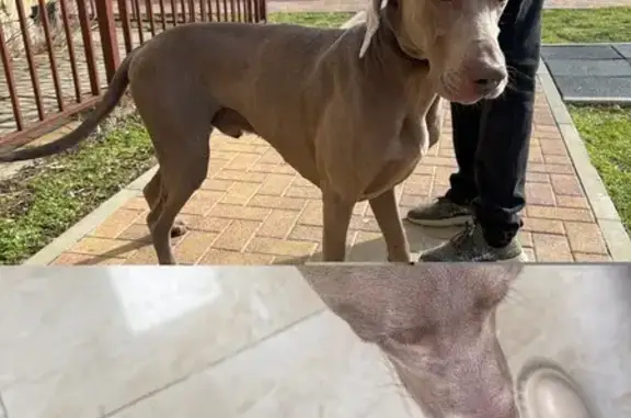 Найдена собака, Анапа, фото: Найдена собака, Владимирская улица, 108 к2, Анапа - веймаранер, знает команды