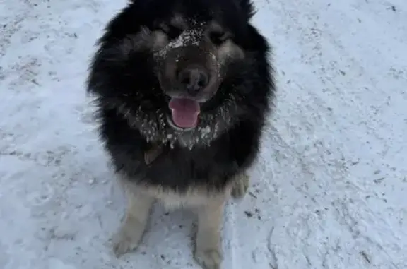 Найдена собака, Челябинск, фото: Найдена собака, женский пол, Троицкий тракт, Челябинск