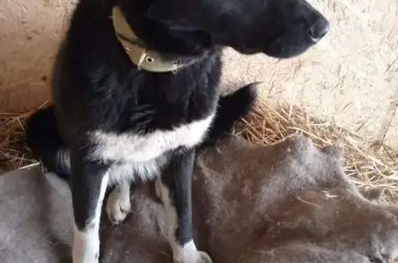 Найденные животные Абакан, фото: Найдена собака, улица Арбан, 18, Абакан - девочка чёрная с коротким хвостом