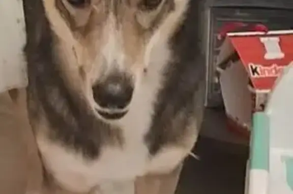 Собаки потеряшки, Тула, фото: Потеряшка собака, улица Революции, 10, Тула - без ошейника