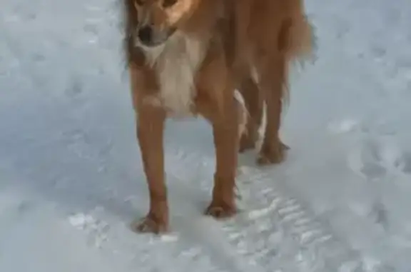 Найдена собака, Раменский, фото: Найдена собака, Раменский - рыжий окрас