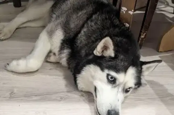 Найденные животные Уфа, фото: Найдена собака, улица Набережная реки Уфы, Уфа - хаски по кличке Лайма