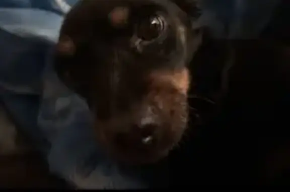 Пропала собака, женский пол, улица Братьев Луканиных, 11, Калуга - маленькая и пугливая - photo