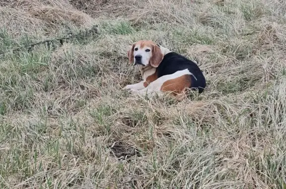 Найдена собака, Джубга, фото: Найдена собака, Кооперативная улица, 2/16, Джубга - возможно эстонская гончая