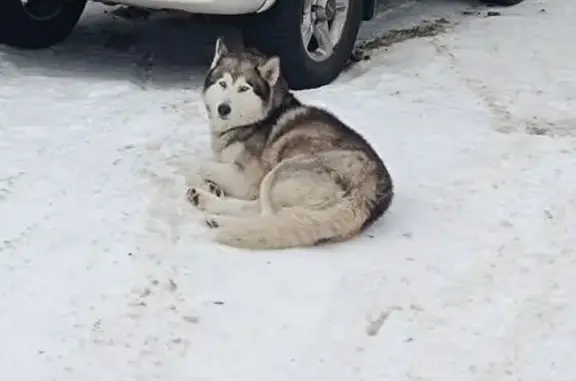 Найдена собака, Воронеж, фото: Найдена собака, Хабаровская улица, 4, Воронеж - похожий на Хаски