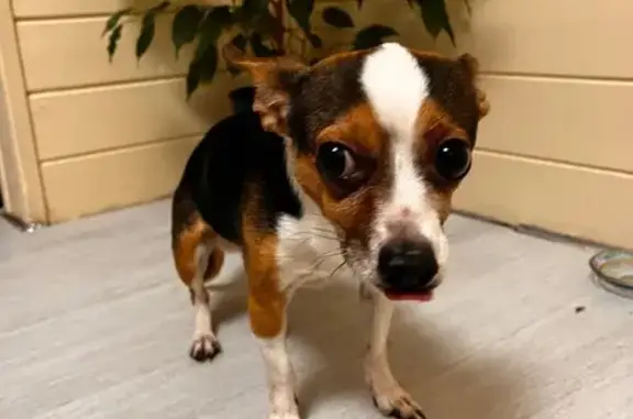 Найдена собака, Волгоград, фото: Найден собака, Лениногорская улица, Волгоград - эпилептик, мальчик