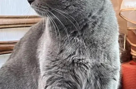 Пропала кошка, проспект Маршала Жукова, 10, Москва - серебристая, похожа на британку - photo