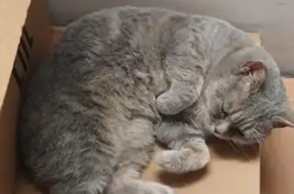 Пропала кошка, улица Гагарина, Зеленоградск - серого цвета, мордочка приплюснутая - photo