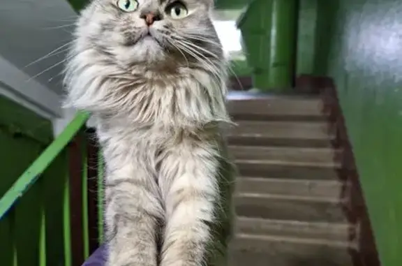 Найдена кошка, Владимир, фото: Найдена кошка, улица Лакина, 187А, Владимир