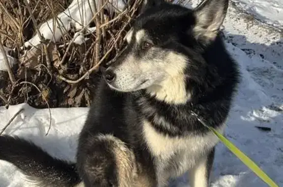 Найденные животные Санкт-Петербург, фото: Найден собака, Гранитная улица, 48, Санкт-Петербург - кличка Юстас, есть чип