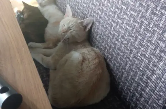 Пропал кот, Полевая улица, Камень-на-Оби - рыжий - photo