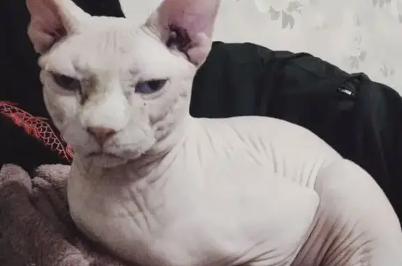 Пропал кот, Троицкая улица, 39, Крымск - лысый сфинкс с белым пятном - photo