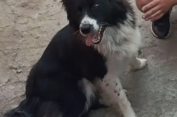 Пропал собака, городской округ Пенза, Пензенская область - черно-белый окрас - photo