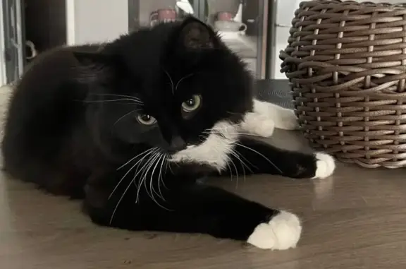 Пропал кот, Ново-Профинтерновская улица, Смоленск - черно-белый окрас с зелеными глазами - photo