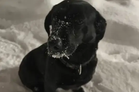 Найдена собака, Тюмень, фото: Найден собака, улица Рационализаторов, 15, Тюмень - ухоженный с ошейником