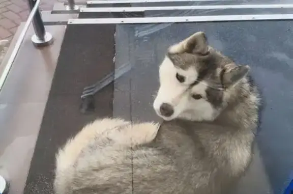 Найденные животные Орёл, фото: Найдена собака, женский пол, Наугорское шоссе, 82, Орёл