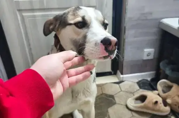 Пропал собака, Донбасская улица, Екатеринбург - среднего роста, уши домиком - photo