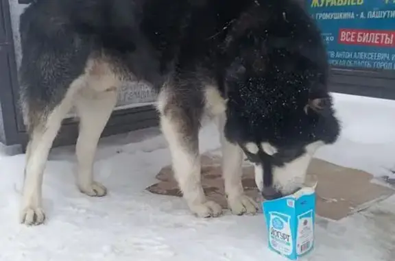 Найдена собака, Ярославль, фото: Найден пёс, Красноперекопская улица, 11, Ярославль - крупный и дружелюбный