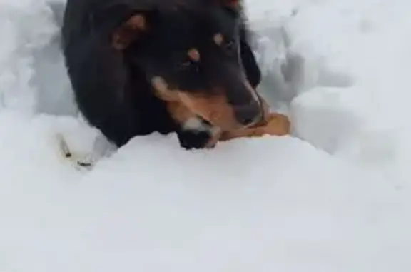 Найдена собака, Красненькая, фото: Найдена собака, Красненькая, Тамбовская область - лежит в снегу