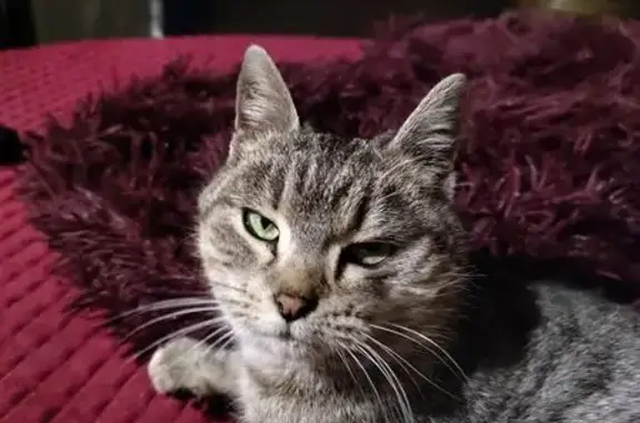 Найдена кошка, Оренбург, фото: Найдена кошка, женский, улица Орджоникидзе, 143, Оренбург - молодая и ласковая