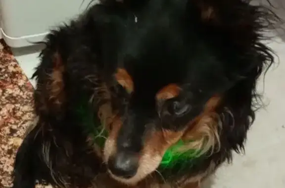 Найдена собака, Новокузнецк, фото: Найдена собака, женский пол, улица Грдины, 18, Новокузнецк