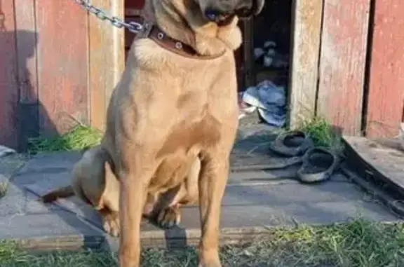 Пропала собака, женский пол, улица Сибиряков-Гвардейцев, 5, Новокузнецк - кличка Багира - photo