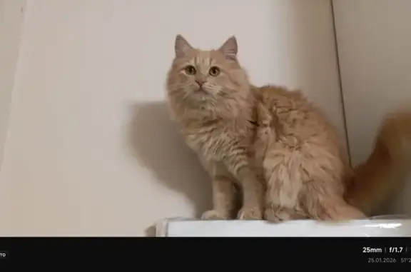 Пропала кошка, Творческая улица, 11, Старый Оскол - рыжий мейн-кун с зелёными глазами - photo