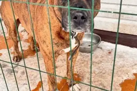 Найдена собака, Булгаково, фото: Найдена собака, Береговая улица, 5/1, Булгаково - коричнево черный