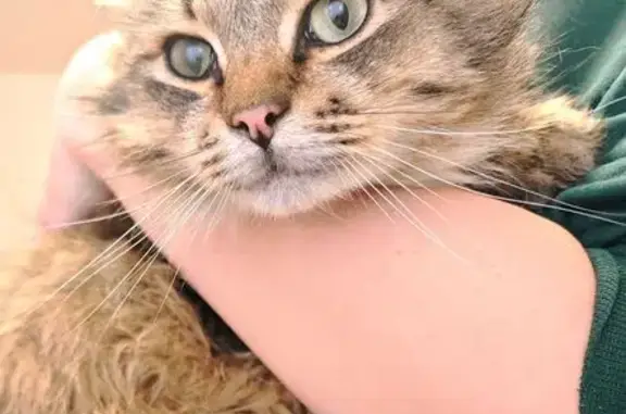 Найдена кошка, Белградская улица, 16, Санкт-Петербург - пушистый и разговорчивый - photo