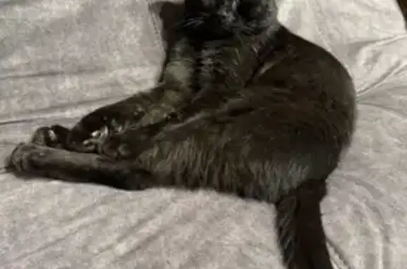 Пропал кот, Жуково (смоленский) - чёрный и очень ласковый - photo