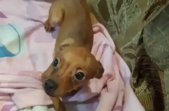 Найдена собака, Нижний Новгород, фото: Найдена собака, Путейская улица, Нижний Новгород - кобель до года