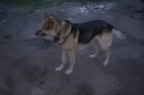 Собаки потеряшки, Покровская, фото: Потеряшка собака, 163, Покровская, Покровская - чёрно-рыжий окрас