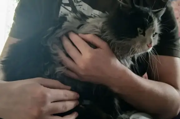 Найдена кошка, Черемхово, фото: Найден кот, 2-я Красноармейская улица, 60, Черемхово - чёрно-белый пушистый