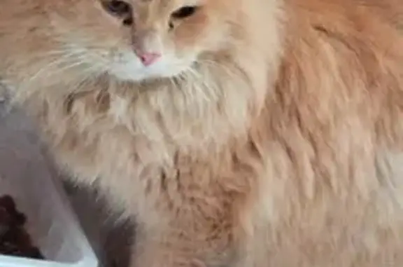 Найдена кошка, Воронеж, фото: Найдена кошка, мужской, улица Карпинского, Воронеж - рыжая и пушистая