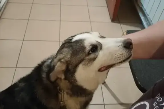 Объявления о пропавших и найденных животных, Астрахань, фото: Найден собака, мужской, 5-я Керченская улица, Астрахань