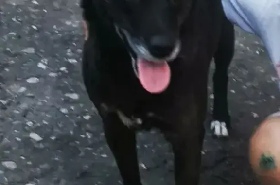 Пропала собака, Пятигорск - чёрная с белыми лапками и грудью - photo