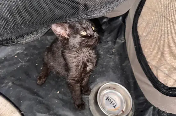 Найденные животные Махачкала, фото: Найдена кошка, Махачкала, Дагестан - тёмно-коричневая, почти чёрная