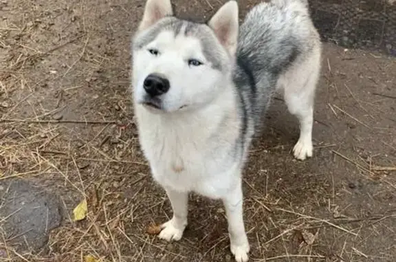 Собаки потеряшки, Тула, фото: Потеряшка собака, улица Дзержинского, Судаково, Тула - серебристый хаски