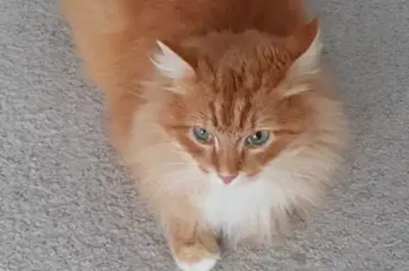 Пропал кот, улица Гоголя, 26, Кудымкар - откликается на кличку Лекс - photo