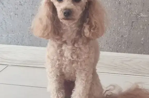 Пропал собака, Физкультурная улица, 52, Новосибирск - светлый окрас, очень добрый - photo